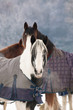two horses in a wintry paddock