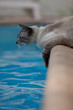 Chat voulant boire