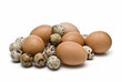 Huevos de codorniz y gallina. Huevos de codorniz y gallina.