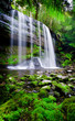 Rainforest Heaven