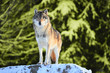 wolf