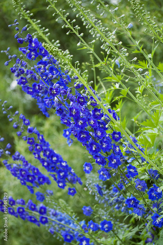 Foto: Close-up of a delphinium in garden. Close-up of a delphinium in garden.