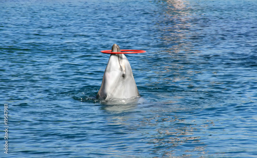 Photo: dolphin show dolphin show