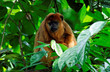 Female Howler Monkey