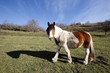 Cheval