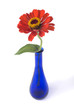 Red-orange zinnia in blue bottle