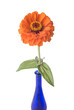 Orange zinnia in blue bottle