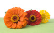 Three zinnias - red, orange, and yellow - on white and green