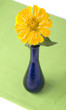Yellow zinnia in a blue bottle vase on green
