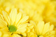 Flowers background