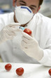 Scientist injecting tomato