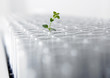 Seedling growing in test tube