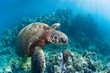 green sea turtle hawaii