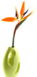 soliflore tige strelitzia fond blanc soliflore tige strelitzia fond blanc