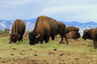 Healthy American buffalo grazing in the West