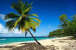 Palm on beach in Dominican Republic