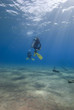 Hovering in the water