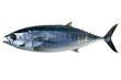 Bluefin tuna isolated on white Thunnus thynnus Bluefin tuna isolated on white Thunnus thynnus