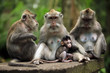 Family of monkeys