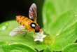 Hoverfly