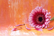 Gerbera
