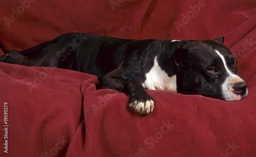 on Chiot Pitbull Noir Et Blanc S Endormant Sur Le Canap Callalloo