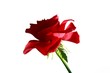 Rote Rose