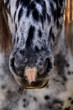 Noriker - Austrian breed
