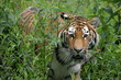 Foto: tiger 3 tiger 3