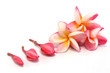 Frangipani -bud to flower