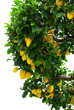 Lemon tree.