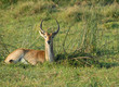 Gazelle in Botswana