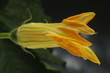 Fiore di zucca
