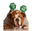 kiss me i'm irish - english bulldog wearing green headband
