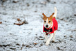 Parson Jack Russell in red winter coat running in snow
