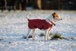 Parson Jack Russell in red winter coat standing in the snow Parson Jack Russell in red winter coat standing in the snow