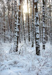 Winter trees.