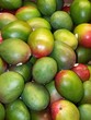 Mangue Mangue