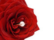 Pearl on the petals of roses (focus on the pearl)