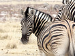 Steppenzebra
