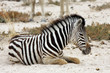 junges Zebra