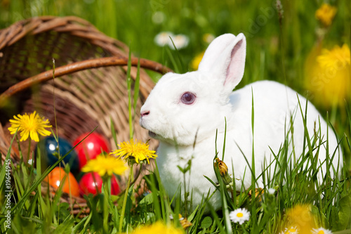 Photo: Ostern - Osterhase auf Wiese mit Ostereiern Ostern - Osterhase auf Wiese mit Ostereiern