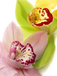 Cymbidium Orchids
