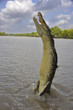 Jumping Crocodile