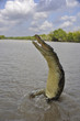 Jumping Crocodile