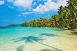 Coconut palms on the beach