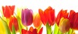canvas print picture - Tulips
