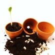 Sonnenblumenkerne einpflanzen