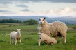 Sheep and lamb in wales