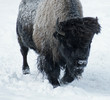 bisons d'amérique bisons d'amérique
